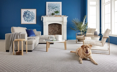 beige carpet in blue walled room with dog